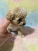 Photo №2 to announcement № 96913 for the sale of maltese dog - buy in United States private announcement