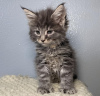 Photo №1. maine coon - for sale in the city of Berlin | 296$ | Announcement № 103759