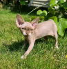 Photo №1. devon rex - for sale in the city of Helsinki | 423$ | Announcement № 114214