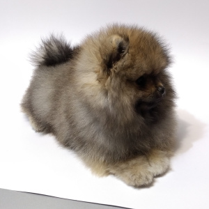 Additional photos: pomeranian spitz boys