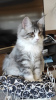 Additional photos: Purebred Maine Coon kittens from the cattery
