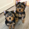 Photo №1. yorkshire terrier - for sale in the city of Munich | 280$ | Announcement № 119341