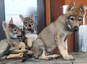 Photo №1. czechoslovakian wolfdog - for sale in the city of Tula | Negotiated | Announcement № 4556