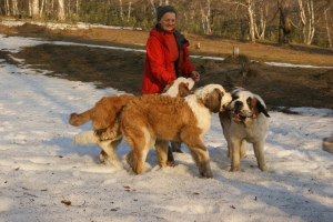 Photo №2 to announcement № 2037 for the sale of st. bernard - buy in Russian Federation private announcement, breeder