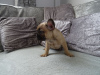 Photo №4. I will sell french bulldog in the city of Kassel. private announcement - price - 370$