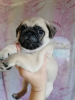Photo №2 to announcement № 11414 for the sale of pug - buy in Russian Federation private announcement, breeder