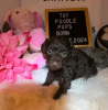 Photo №2 to announcement № 126851 for the sale of non-pedigree dogs - buy in France breeder