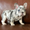 Photo №1. french bulldog - for sale in the city of Ohio City | negotiated | Announcement № 123126