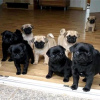 Photo №1. pug - for sale in the city of Гамбург | negotiated | Announcement № 124982