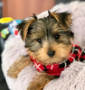 Photo №1. beaver yorkshire terrier - for sale in the city of Florida | 400$ | Announcement № 127301