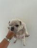 Photo №1. french bulldog - for sale in the city of Cape May | 450$ | Announcement № 108852