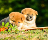 Additional photos: Shiba Inu Puppies