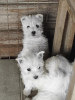 Photo №2 to announcement № 81874 for the sale of west highland white terrier - buy in Serbia breeder