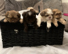 Photo №1. shih tzu - for sale in the city of Berlin | Is free | Announcement № 103515