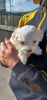 Photo №4. I will sell maltese dog in the city of Eureka Springs. private announcement - price - 300$