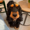 Photo №1. english cocker spaniel - for sale in the city of Sofia | 338$ | Announcement № 78619