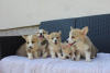 Additional photos: Welsh Corgi Pembroke puppies