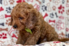 Photo №3. Beautiful Cavapoo Puppies For free adoption. Germany