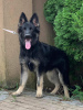 Photo №4. I will sell german shepherd in the city of Oświęcim. private announcement, breeder - price - negotiated