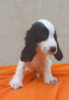 Additional photos: English Cocker Spaniel puppies