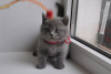 Photo №2 to announcement № 63720 for the sale of british shorthair - buy in United States private announcement