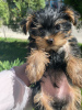 Additional photos: Beautiful miniature Yorkshire terrier puppies