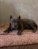 Photo №4. I will sell american bully in the city of Belgrade. breeder - price - negotiated