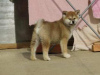 Photo №2 to announcement № 94024 for the sale of akita - buy in Serbia 