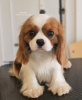 Photo №2 to announcement № 100246 for the sale of cavalier king charles spaniel - buy in Serbia 