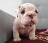 Additional photos: English bulldog fci