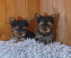 Photo №2 to announcement № 93038 for the sale of yorkshire terrier - buy in Finland private announcement