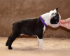 Photo №4. I will sell boston terrier in the city of Belgrade. breeder - price - negotiated