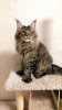 Photo №2 to announcement № 23866 for the sale of maine coon - buy in Russian Federation from nursery
