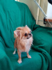 Photo №1. chihuahua - for sale in the city of Хаапсалу | 1404$ | Announcement № 20398
