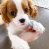 Photo №2 to announcement № 114208 for the sale of cavalier king charles spaniel - buy in Finland 