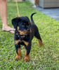 Photo №1. rottweiler - for sale in the city of Zürich | 423$ | Announcement № 99382