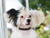 Photo №1. chinese crested dog - for sale in the city of Munich | 528$ | Announcement № 105360