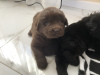 Photo №2 to announcement № 29600 for the sale of newfoundland dog - buy in Poland breeder