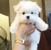 Photo №1. maltese dog - for sale in the city of Ybbs an der Donau | 330$ | Announcement № 44804