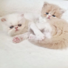 Photo №3. Last Persian kitten available. GCCF/registered. United States