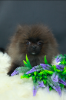 Photo №1. pomeranian - for sale in the city of Москва | 651$ | Announcement № 98686