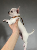 Photo №4. I will sell chihuahua in the city of Voronezh. from nursery, breeder - price - 725$