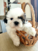 Photo №1. shih tzu - for sale in the city of Grodno | 200$ | Announcement № 27794