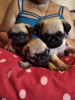 Photo №3. Cutest pug puppies. Ukraine