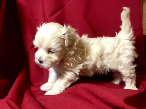 Photo №3. Maltipu puppies! Unique puppies of an amazing breed. Trend of the year!. Russian Federation