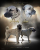 Photo №1. anatolian shepherd - for sale in the city of Šid | negotiated | Announcement № 111839