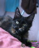 Photo №4. I will sell maine coon in the city of St. Petersburg. private announcement, from nursery, breeder - price - 370$