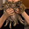Photo №2 to announcement № 11704 for the sale of savannah cat - buy in United States breeder