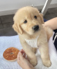 Photo №1. golden retriever - for sale in the city of Gothenburg | negotiated | Announcement № 97356