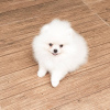 Photo №3. Beautiful Pomeranian puppies. Germany